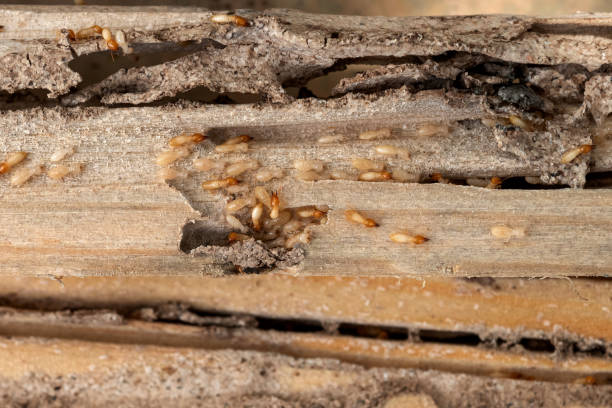 Best Insect Control  in Halstead, KS