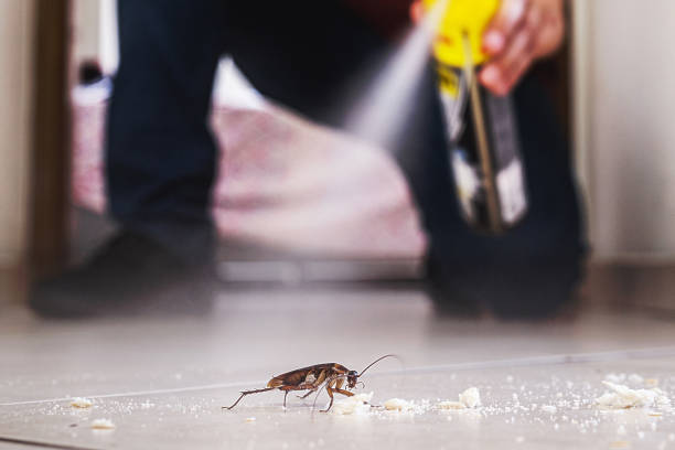Best Wasp Removal Services  in Halstead, KS